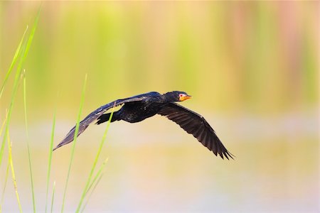 simsearch:400-04295828,k - Reed Cormorant (Phalacrocorax africanus) flying  over the water in South Africa Stock Photo - Budget Royalty-Free & Subscription, Code: 400-04295874