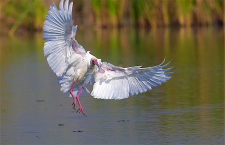 simsearch:400-04295828,k - The African Spoonbill (Platalea alba) landing on the water in South Africa Stock Photo - Budget Royalty-Free & Subscription, Code: 400-04295876