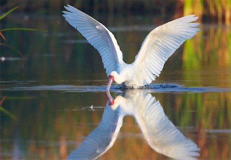 simsearch:400-04295828,k - The African Spoonbill (Platalea alba) landing on the water in South Africa Stock Photo - Budget Royalty-Free & Subscription, Code: 400-04295871