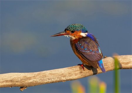 simsearch:400-04295828,k - Malachite Kingfisher (Alcedo cristata) sitting on the branch against blue sky in South Africa Stock Photo - Budget Royalty-Free & Subscription, Code: 400-04295873