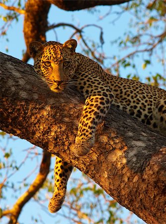 simsearch:400-04597010,k - Leopard (Panthera pardus) lying relaxed on the tree in nature reserve in South Africa Stock Photo - Budget Royalty-Free & Subscription, Code: 400-04295887