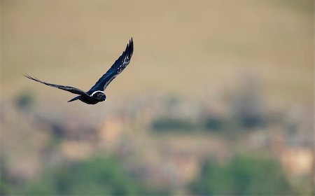simsearch:400-04295828,k - White-necked Raven (Corvus albicollis) in flight in South Africa Stock Photo - Budget Royalty-Free & Subscription, Code: 400-04295919