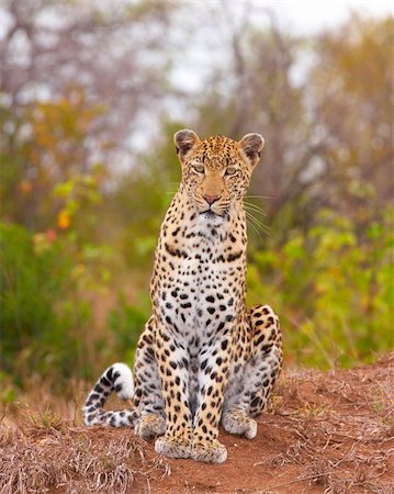 simsearch:400-04597010,k - Leopard (Panthera pardus) sitting in savannah in nature reserve in South Africa Stock Photo - Budget Royalty-Free & Subscription, Code: 400-04295912