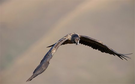 simsearch:400-04295828,k - Juvenile Lammergeyer or Bearded Vulture (Gypaetus barbatus) in flight looking for prey in South Africa Stock Photo - Budget Royalty-Free & Subscription, Code: 400-04295925