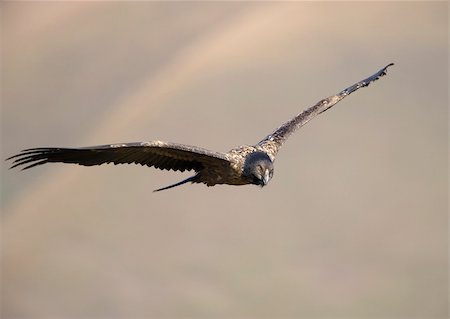 simsearch:400-04295828,k - Juvenile Lammergeyer or Bearded Vulture (Gypaetus barbatus) in flight looking for prey in South Africa Stock Photo - Budget Royalty-Free & Subscription, Code: 400-04295926