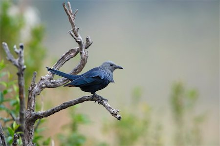 simsearch:400-04295828,k - Red-winged Starling (Onychognathus morio) sitting on a branch of a tree in nature reserve in South Africa. Shallow depth of field Stock Photo - Budget Royalty-Free & Subscription, Code: 400-04295929
