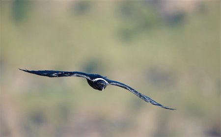 simsearch:400-04295828,k - White-necked Raven (Corvus albicollis) in flight in South Africa Stock Photo - Budget Royalty-Free & Subscription, Code: 400-04295921