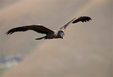 simsearch:400-04295828,k - Juvenile Lammergeyer or Bearded Vulture (Gypaetus barbatus) in flight looking for prey in South Africa Stock Photo - Budget Royalty-Free & Subscription, Code: 400-04295923