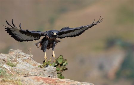 simsearch:400-04295828,k - Jackal Buzzard (Buteo rufofuscus) landing on the rock in South Africa Stock Photo - Budget Royalty-Free & Subscription, Code: 400-04295934