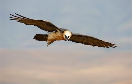simsearch:400-04295828,k - Lammergeyer or Bearded Vulture (Gypaetus barbatus) in flight looking for prey in South Africa Stock Photo - Budget Royalty-Free & Subscription, Code: 400-04295948