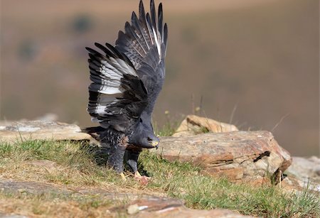 simsearch:400-04295828,k - Jackal Buzzard (Buteo rufofuscus) walking on rocks in South Africa, looking alert or aggressive Stock Photo - Budget Royalty-Free & Subscription, Code: 400-04295941