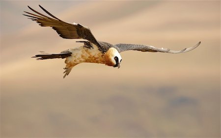 simsearch:400-04295828,k - Lammergeyer or Bearded Vulture (Gypaetus barbatus) in flight looking for prey in South Africa Stock Photo - Budget Royalty-Free & Subscription, Code: 400-04295954