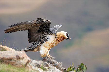 simsearch:400-04295828,k - Lammergeyer or Bearded Vulture (Gypaetus barbatus) sitting on rocks in South Africa Stock Photo - Budget Royalty-Free & Subscription, Code: 400-04295959
