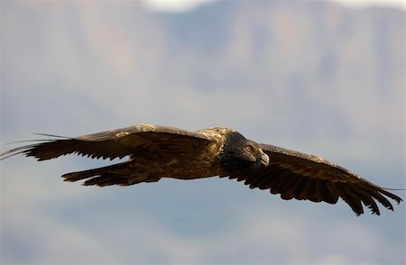 simsearch:400-04295828,k - Juvenile Lammergeyer or Bearded Vulture (Gypaetus barbatus) in flight looking for prey in South Africa Stock Photo - Budget Royalty-Free & Subscription, Code: 400-04295951