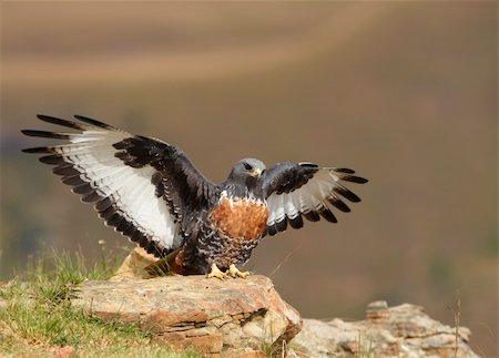 simsearch:400-04295828,k - Jackal Buzzard (Buteo rufofuscus) in sitting on a rock looking for prey in South Africa Stock Photo - Budget Royalty-Free & Subscription, Code: 400-04295966