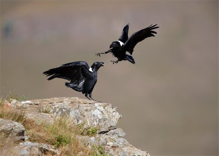 simsearch:400-04295828,k - White-necked Ravens (Corvus albicollis) fighting on top of a hill in South Africa Stock Photo - Budget Royalty-Free & Subscription, Code: 400-04295967