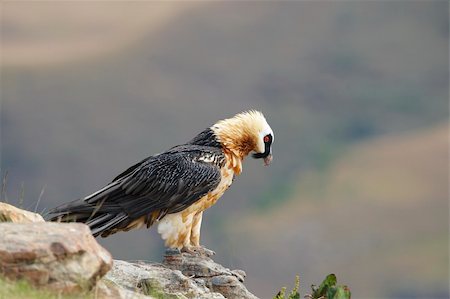 simsearch:400-04295828,k - Lammergeyer or Bearded Vulture (Gypaetus barbatus) sitting on rocks in South Africa Stock Photo - Budget Royalty-Free & Subscription, Code: 400-04295961