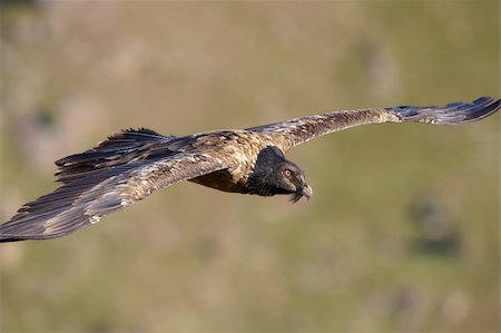 simsearch:400-04295828,k - Juvenile Lammergeyer or Bearded Vulture (Gypaetus barbatus) in flight looking for prey in South Africa Stock Photo - Budget Royalty-Free & Subscription, Code: 400-04295976