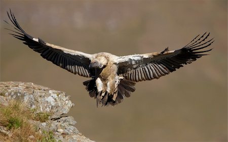simsearch:400-04295828,k - The Cape Griffon or Cape Vulture (Gyps coprotheres) landing onto the rock in South Africa. It is an Old World vulture in the Accipitridae family Stock Photo - Budget Royalty-Free & Subscription, Code: 400-04295971
