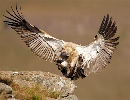 simsearch:400-04295828,k - The Cape Griffon or Cape Vulture (Gyps coprotheres) landing onto the rock.It is an Old World vulture in the Accipitridae family Stock Photo - Budget Royalty-Free & Subscription, Code: 400-04295973