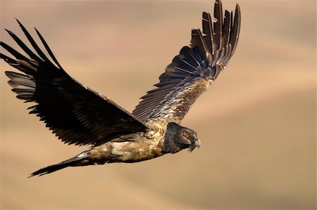 simsearch:400-04295828,k - Juvenile Lammergeyer or Bearded Vulture (Gypaetus barbatus) in flight looking for prey in South Africa Stock Photo - Budget Royalty-Free & Subscription, Code: 400-04295980