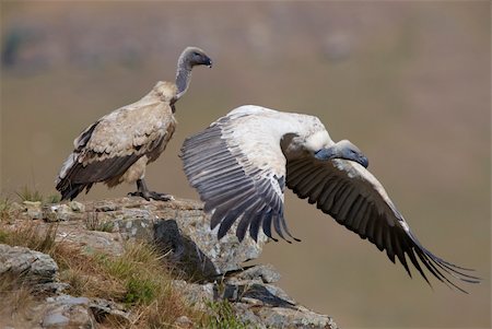 simsearch:400-04295828,k - Two Cape Griffon or Cape Vultures (Gyps coprotheres) sitting on the rock in South Africa. It is an Old World vulture in the Accipitridae family Stock Photo - Budget Royalty-Free & Subscription, Code: 400-04295981