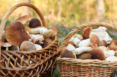 simsearch:400-04824992,k - large basket with porcini mushrooms in the forest Stock Photo - Budget Royalty-Free & Subscription, Code: 400-04296516