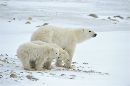 Polar she-bear with cubs. The polar she-bear  with two kids on snow-covered coast. Stock Photo - Budget Royalty-Free & Subscription, Code: 400-04296525