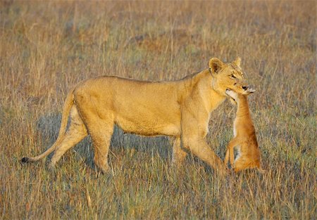simsearch:400-04836462,k - A lioness with new-born antelope prey. The lioness goes on savanna and bears the killed kid of an antelope. A yellow grass. The morning sun. Foto de stock - Super Valor sin royalties y Suscripción, Código: 400-04296526