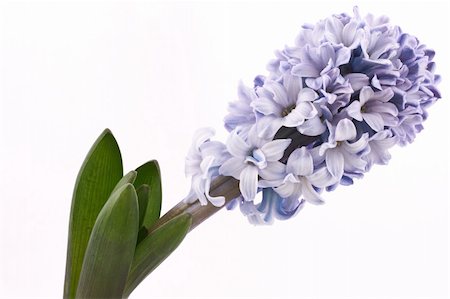 blooming hyacinth  isolated  on a white background Stock Photo - Budget Royalty-Free & Subscription, Code: 400-04296831