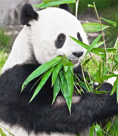 simsearch:400-08154053,k - Feeding time. Giant panda eating bamboo leaf Stock Photo - Budget Royalty-Free & Subscription, Code: 400-04297733