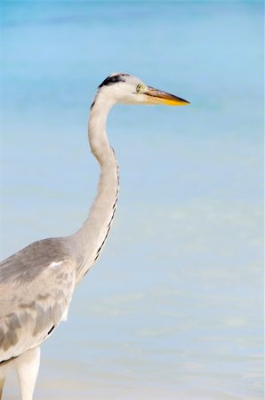 simsearch:400-05725990,k - Picture of seabird at beach of Maldives Stock Photo - Budget Royalty-Free & Subscription, Code: 400-04298481