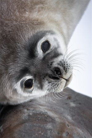 simsearch:400-04533218,k - Baby seal close to mom. Antarctica Stock Photo - Budget Royalty-Free & Subscription, Code: 400-04299251