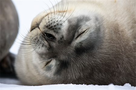 simsearch:400-04533218,k - Baby seal close to mom. Antarctica Stock Photo - Budget Royalty-Free & Subscription, Code: 400-04299252