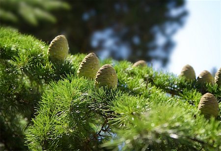 Pine tree against the blue sky Stock Photo - Budget Royalty-Free & Subscription, Code: 400-04299621