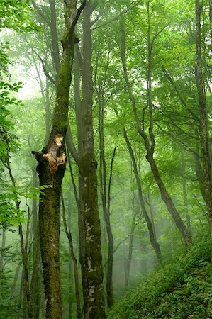 Beautiful green forrest on a foggy spring day Stock Photo - Budget Royalty-Free & Subscription, Code: 400-04299623