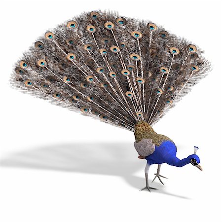 phasianidae - gorgeous male peacock. 3D rendering with clipping path and shadow over white Stock Photo - Budget Royalty-Free & Subscription, Code: 400-04292242
