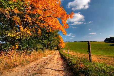 rangeland - Cart-road and autumn landscape - fall colors - cow range Stock Photo - Budget Royalty-Free & Subscription, Code: 400-04292546