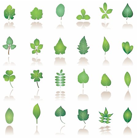 pumpkin leaf vector - tree leafs and nature icons - vector icon set Stock Photo - Budget Royalty-Free & Subscription, Code: 400-04292643