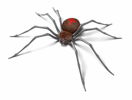 Spider : Black Widow. White background Stock Photo - Budget Royalty-Free & Subscription, Code: 400-04293508