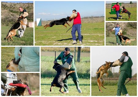 The figurant training police dogs. Attack to a sleeve Stock Photo - Budget Royalty-Free & Subscription, Code: 400-04293564