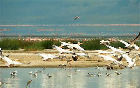 simsearch:400-04295828,k - Eastern White Pelican (Pelecanus onocrotalus) or Great White Pelican with Grey-headed Gulls (Chroicocephalus cirrocephalus) and Lesser Flamingoes around the water pools in South Africa Stock Photo - Budget Royalty-Free & Subscription, Code: 400-04304120