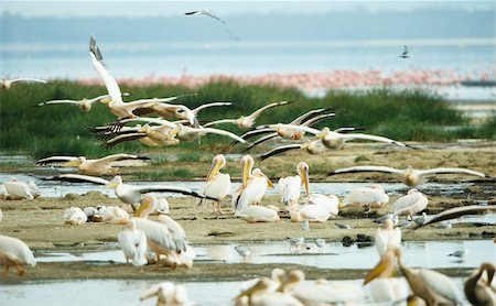 simsearch:400-04295828,k - Eastern White Pelican (Pelecanus onocrotalus) or Great White Pelican with Grey-headed Gulls (Chroicocephalus cirrocephalus) and Lesser Flamingoes around the water pools in South Africa Stock Photo - Budget Royalty-Free & Subscription, Code: 400-04304121