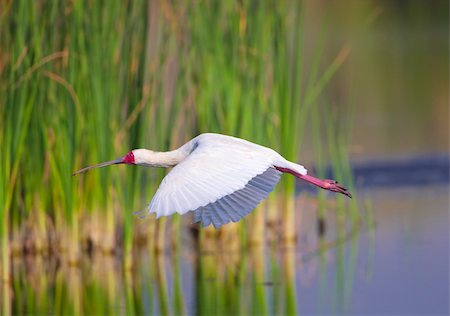 simsearch:400-04295828,k - The African Spoonbill (Platalea alba) flying over the water in South Africa Stock Photo - Budget Royalty-Free & Subscription, Code: 400-04304132