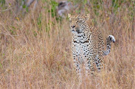 simsearch:400-04597010,k - Leopard (Panthera pardus) standing alert in savannah in nature reserve in South Africa Stock Photo - Budget Royalty-Free & Subscription, Code: 400-04304144