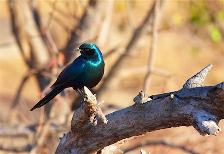 simsearch:400-04295828,k - Burchell's Starling (Lamprotornis australis) sitting on the branch in South Africa Stock Photo - Budget Royalty-Free & Subscription, Code: 400-04304166