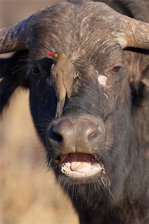 Buffalo (Syncerus caffer) close-up with Red-billed Oxpecker (Buphagus erythrorhynchus) in the wild in South Africa Stock Photo - Budget Royalty-Free & Subscription, Code: 400-04304174