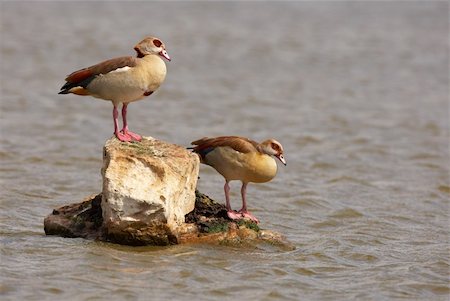 simsearch:400-04295828,k - Egyptian geese (Alopochen aegyptiaca) sitting on the rock in the middle of a pond in South Africa Stock Photo - Budget Royalty-Free & Subscription, Code: 400-04304176