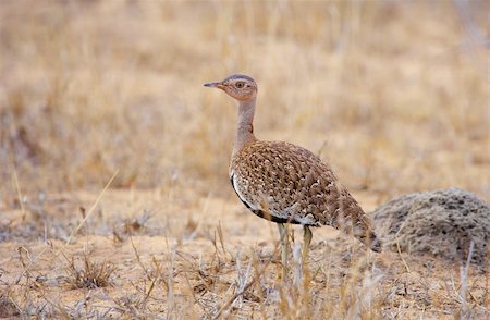 simsearch:400-04295828,k - Black-bellied Bustard (Eupodotis melanogaster) walking in savannah in South Africa Stock Photo - Budget Royalty-Free & Subscription, Code: 400-04304177