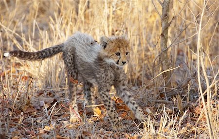 simsearch:400-04280423,k - Small Cheetah (Acinonyx jubatus) cub playing in savannah in South Africa Stock Photo - Budget Royalty-Free & Subscription, Code: 400-04304178